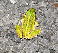 Ranoidea alboguttata