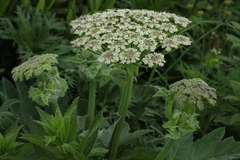 Heracleum leskovii