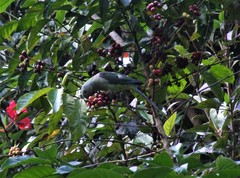 Psittacula columboides