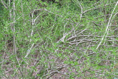Citharexylum brachyanthum