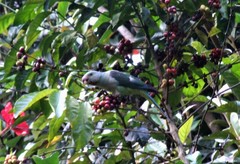 Psittacula columboides