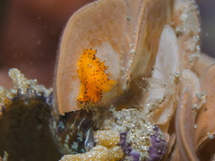 Crimora