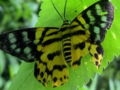 Dysphania subrepleta