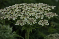 Heracleum leskovii