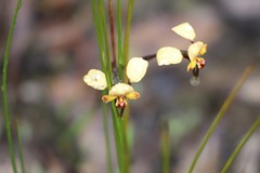 Diuris corymbosa