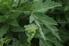 Heracleum leskovii