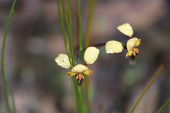 Diuris corymbosa