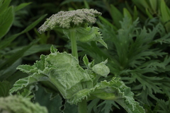 Heracleum leskovii