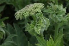 Heracleum leskovii