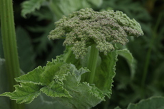 Heracleum leskovii