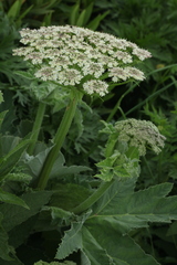 Heracleum leskovii