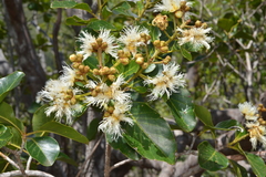 Arillastrum gummiferum