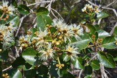 Arillastrum gummiferum