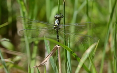 Eusynthemis aurolineata