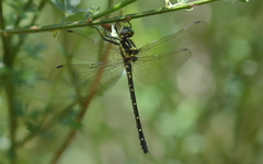 Eusynthemis aurolineata