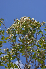 Arillastrum gummiferum