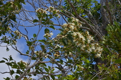 Arillastrum gummiferum