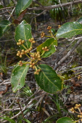 Arillastrum gummiferum