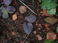 Ledebouria mokobulanensis