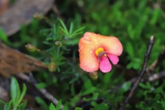 Gompholobium polymorphum