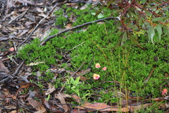 Gompholobium polymorphum