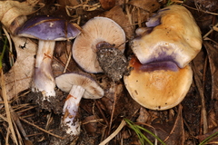Cortinarius iodeoides