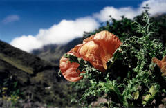 Caiophora chuquitensis