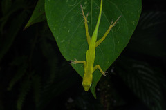 Anolis marmoratus