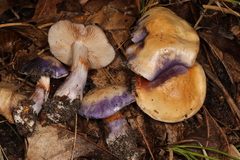 Cortinarius iodeoides