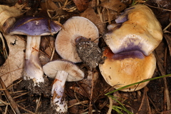 Cortinarius iodeoides