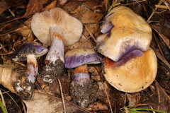 Cortinarius iodeoides