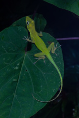 Anolis marmoratus