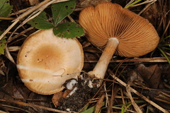 Cortinarius albomalus