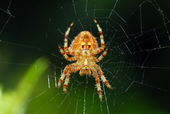 Araneus illaudatus