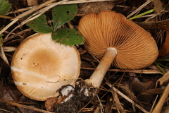 Cortinarius albomalus