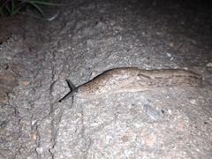 Urocyclus kirkii