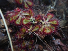 Drosera dielsiana