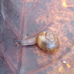 Natalina cafra cafra