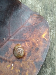 Natalina cafra cafra