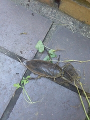 Lethocerus cordofanus