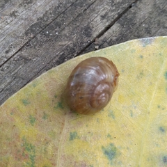 Natalina cafra cafra