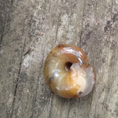 Natalina cafra cafra