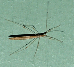 Bezu maiponga