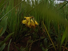Eulophia leontoglossa