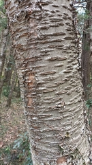 Betula alnoides