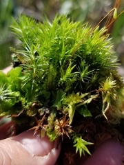 Polytrichum longisetum