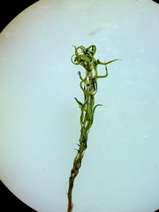 Polytrichum longisetum