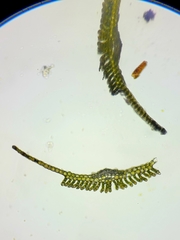 Polytrichum longisetum