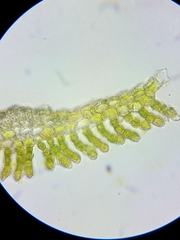 Polytrichum longisetum