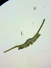 Polytrichum longisetum